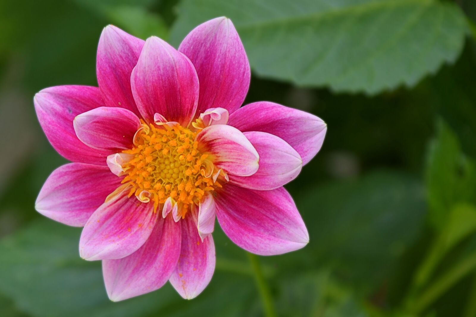 Nikon D5100 sample photo. Dahlia, blossom, bloom photography
