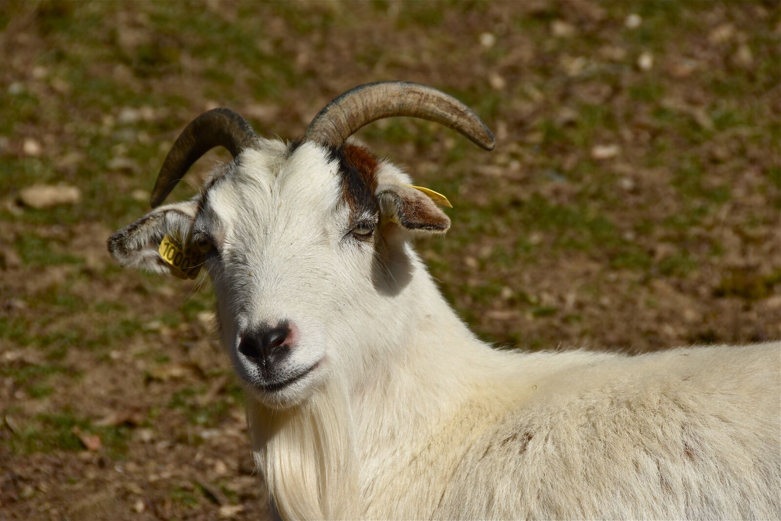 Nikon D5600 sample photo. Goat, biquette, animal photography