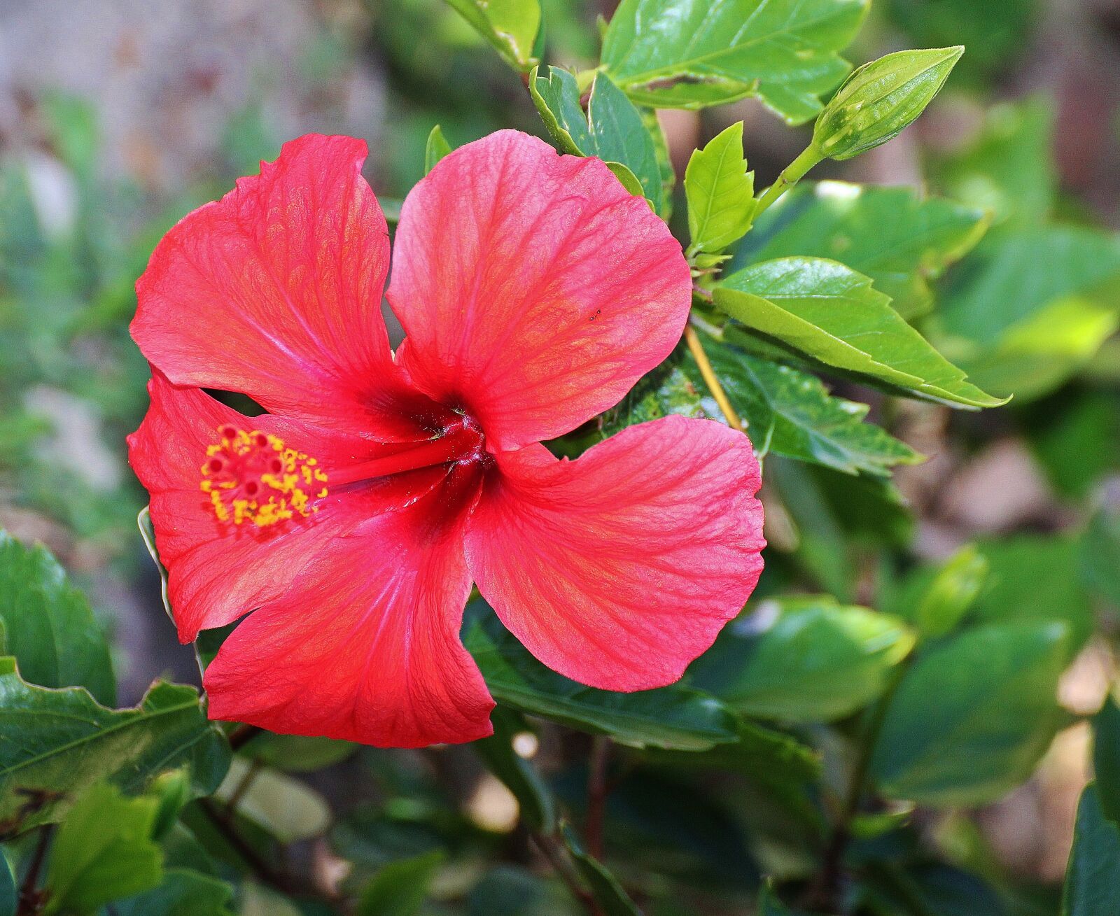 Canon EOS 60D sample photo. Flower, blossom, bloom photography