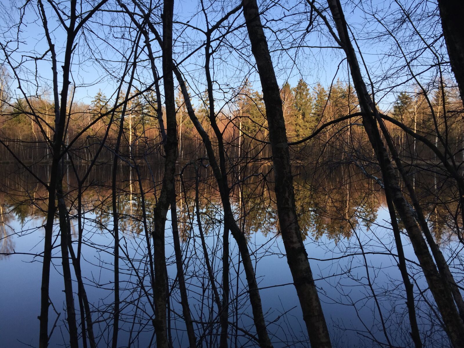 Apple iPhone 6 sample photo. Forest, forest lake, contrast photography