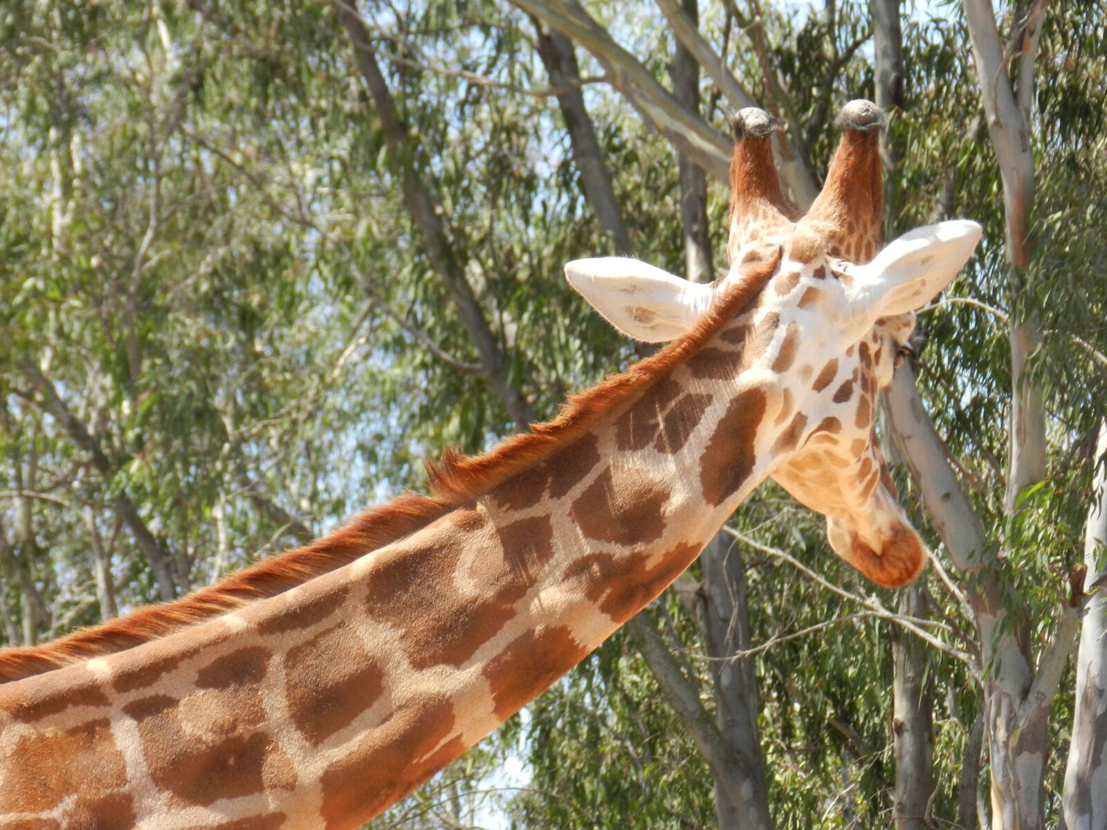 Nikon Coolpix P500 sample photo. Giraffe, zoo, animal photography