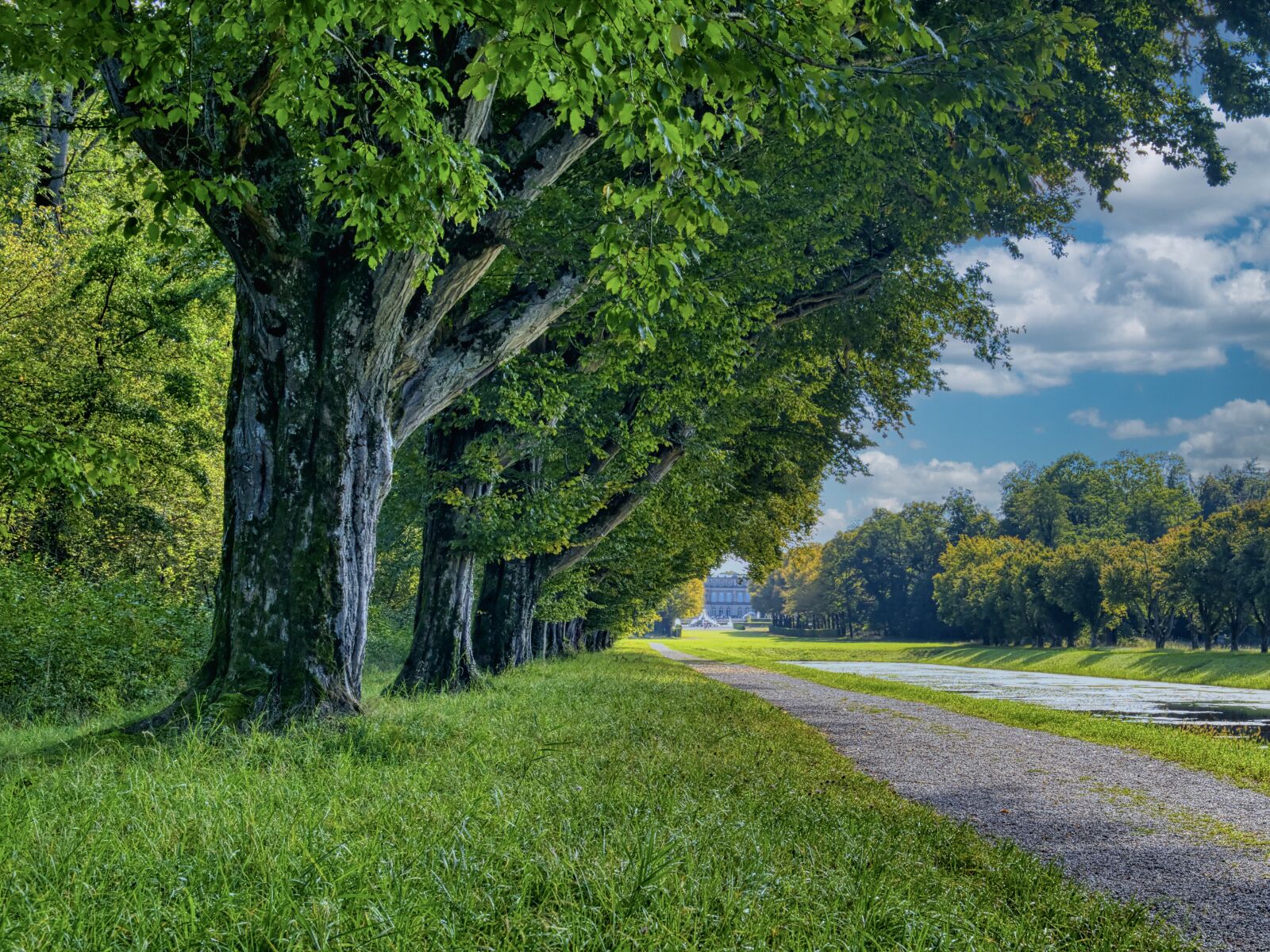 Nikon D7500 sample photo. Trees, path, road photography