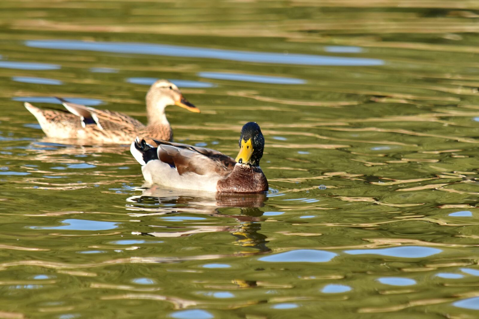 Nikon D5500 sample photo. Aquatic bird, colorful, duck photography