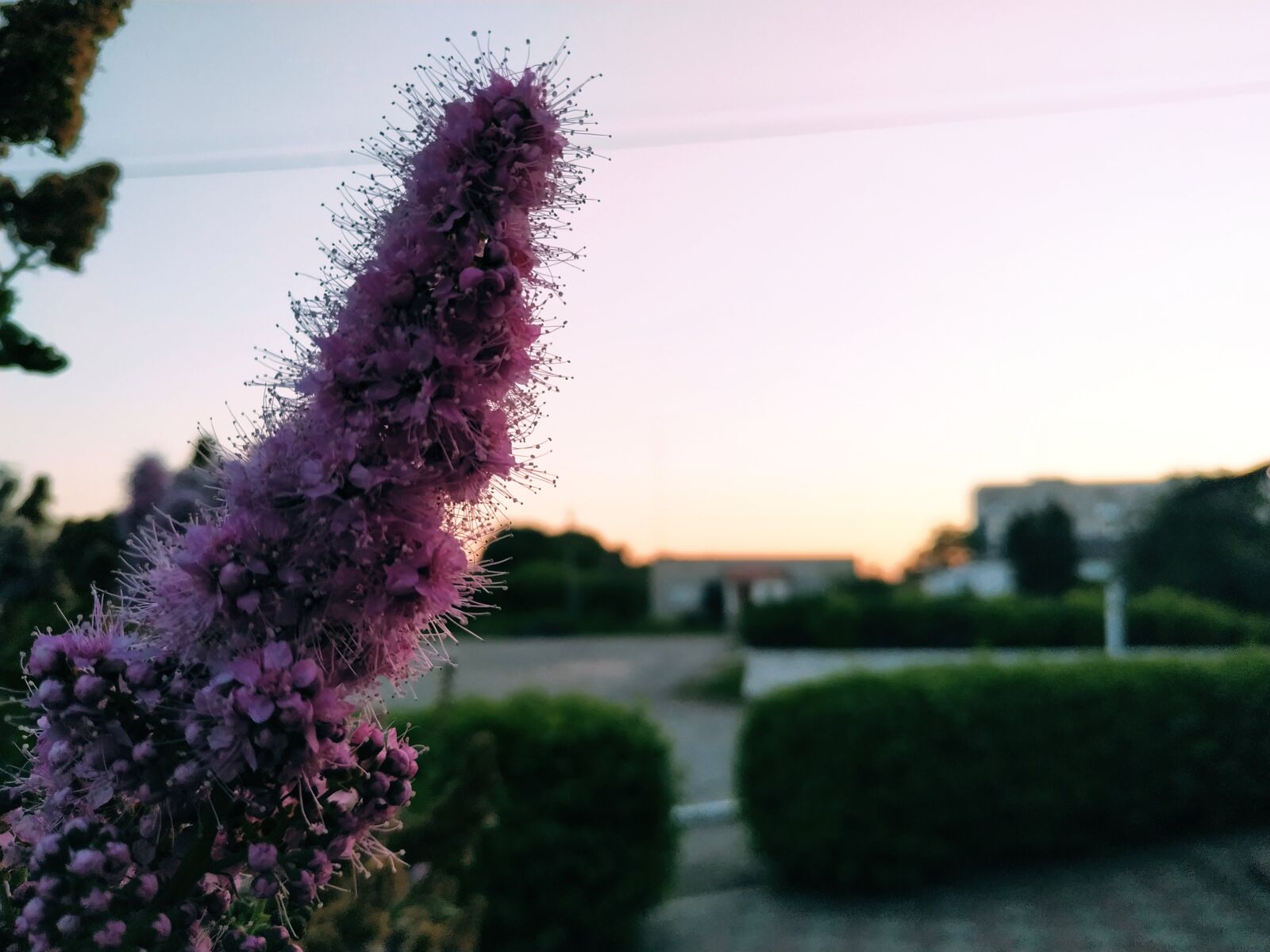 Xiaomi MI 8 Lite sample photo. Evening, plant, flower photography