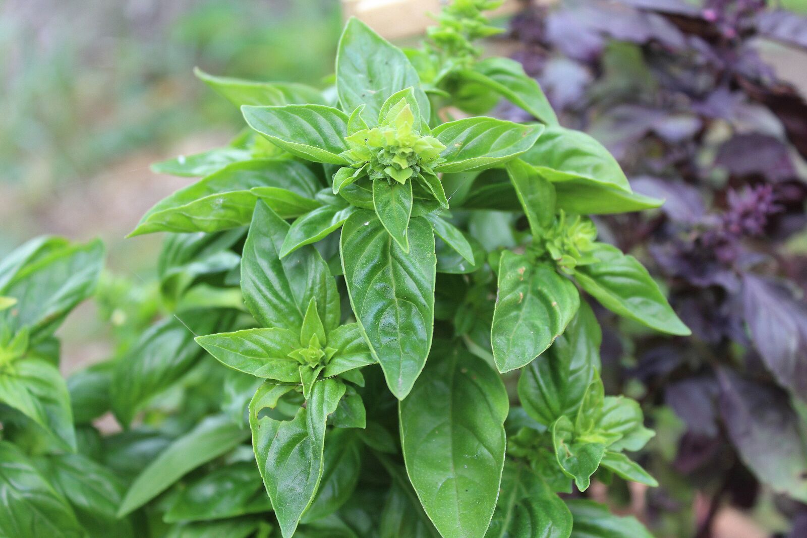 Canon EOS 1200D (EOS Rebel T5 / EOS Kiss X70 / EOS Hi) sample photo. Basil total, spice, plant photography