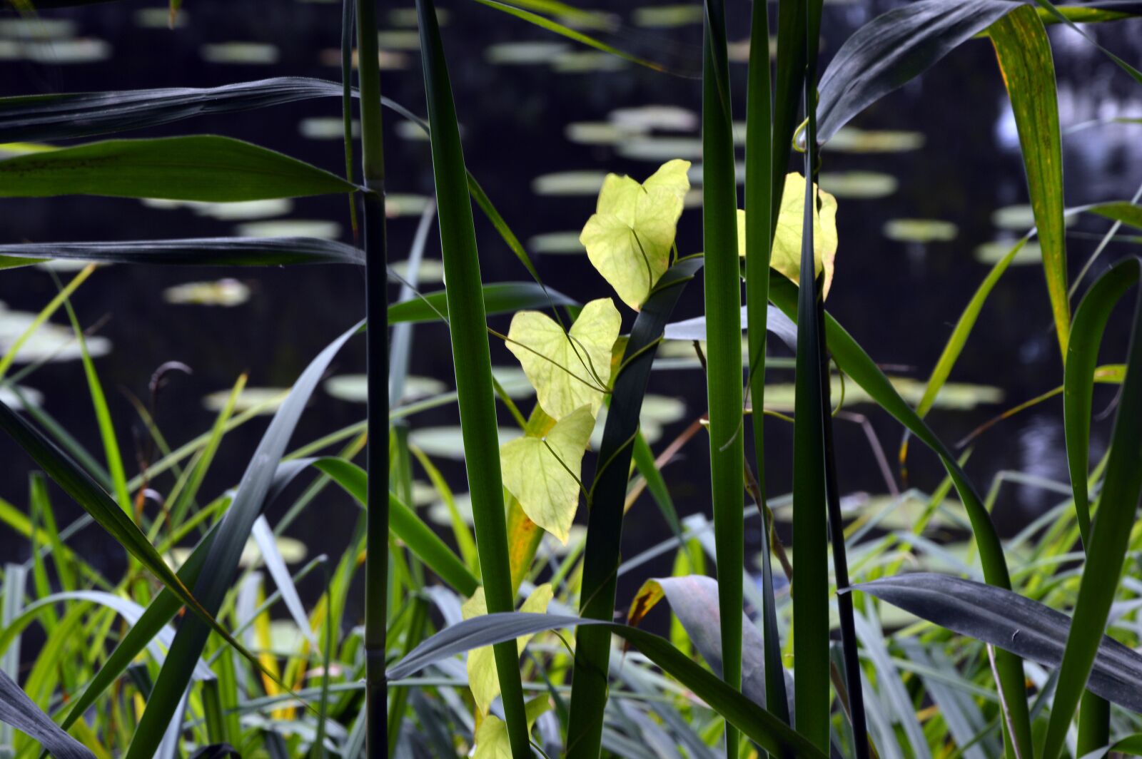 Nikon D3200 sample photo. Reed, reeds greenhouse, grass photography