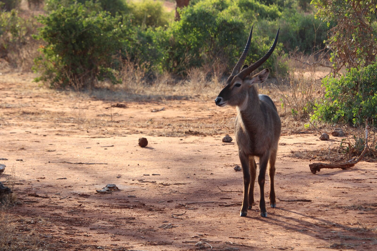 Canon EF-S 55-250mm F4-5.6 IS STM sample photo. Waterbuck, antelope, africa photography