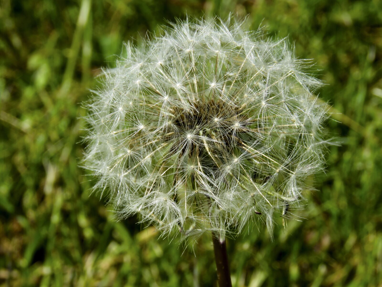 Canon PowerShot SX60 HS sample photo. Dandelion, flower, summer photography