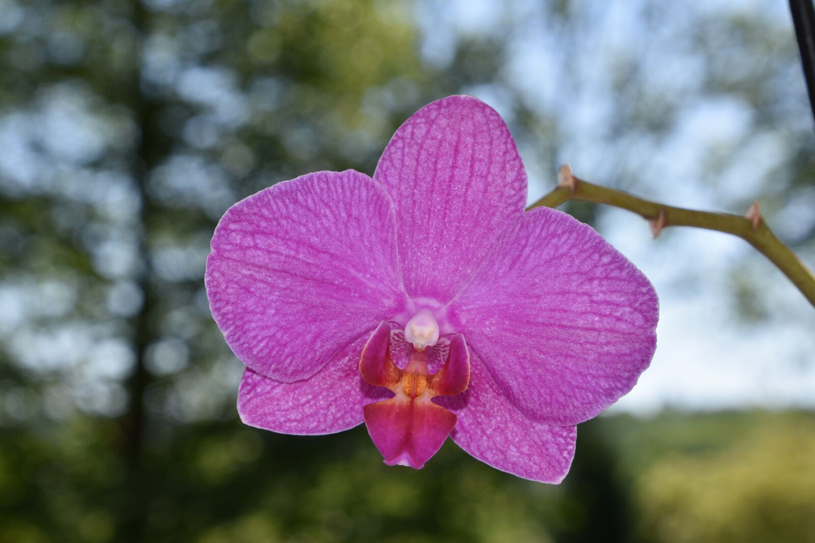 Nikon D5600 sample photo. Flower, purple, nature photography