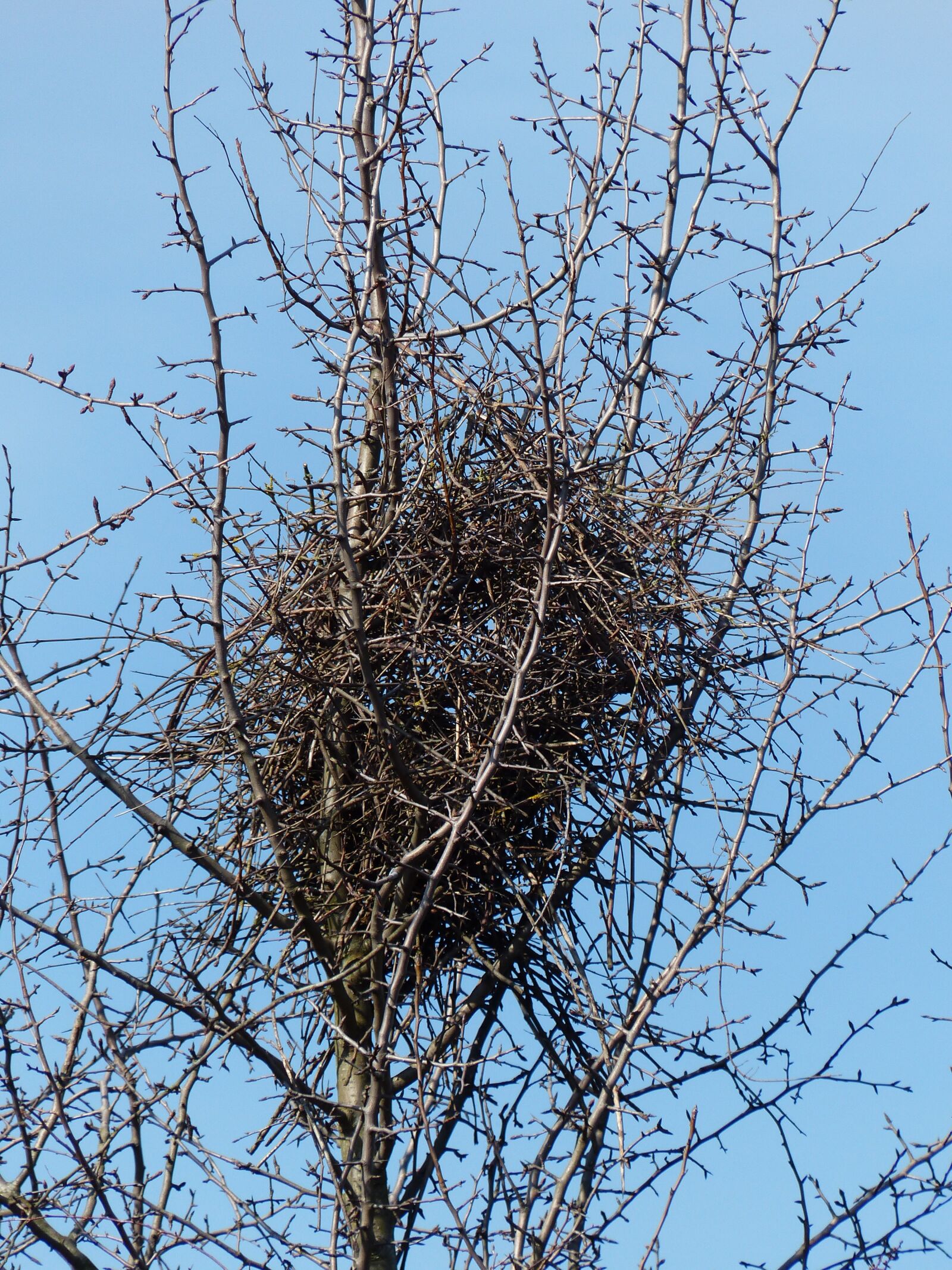 Panasonic Lumix DMC-FZ200 sample photo. Magpie's nest, bird's nest photography