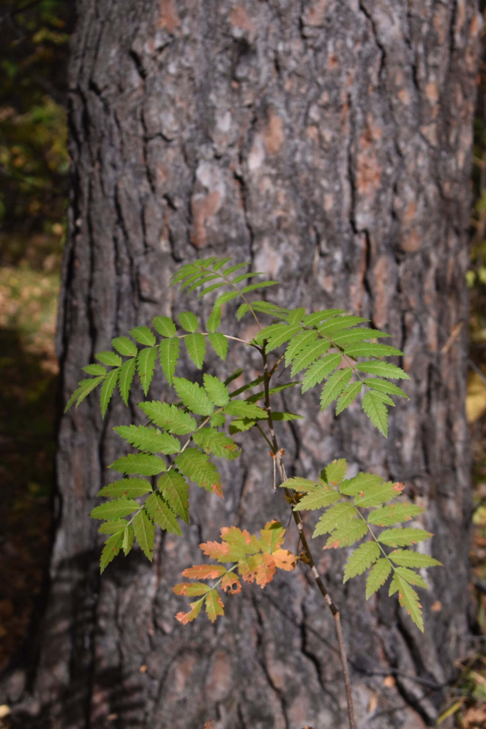 Nikon D3400 sample photo. Branch, leaves, pine photography