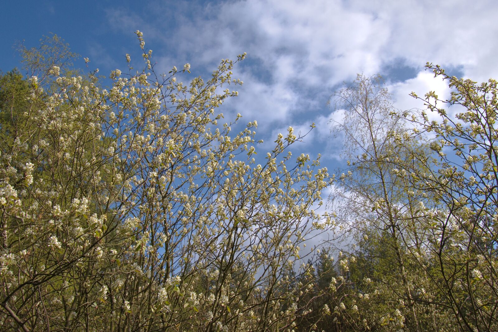 Nikon D5600 sample photo. Spring, blue sky, white photography