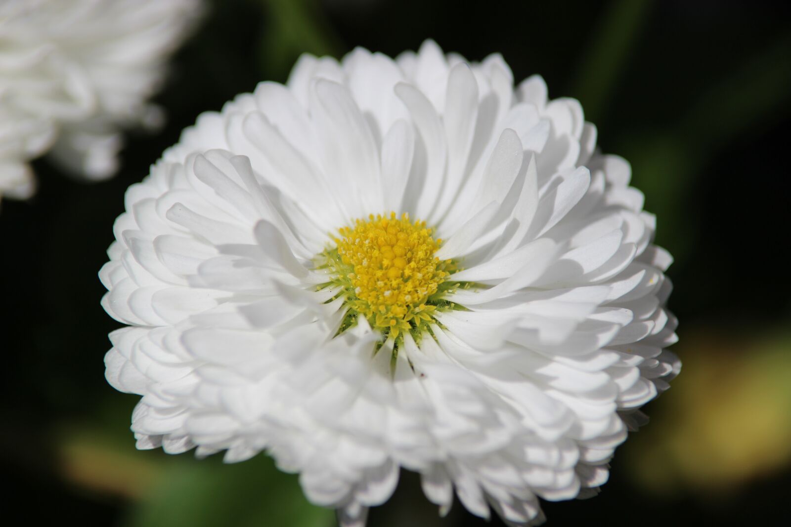 Canon EOS 600D (Rebel EOS T3i / EOS Kiss X5) sample photo. Spring, flower, bloom photography