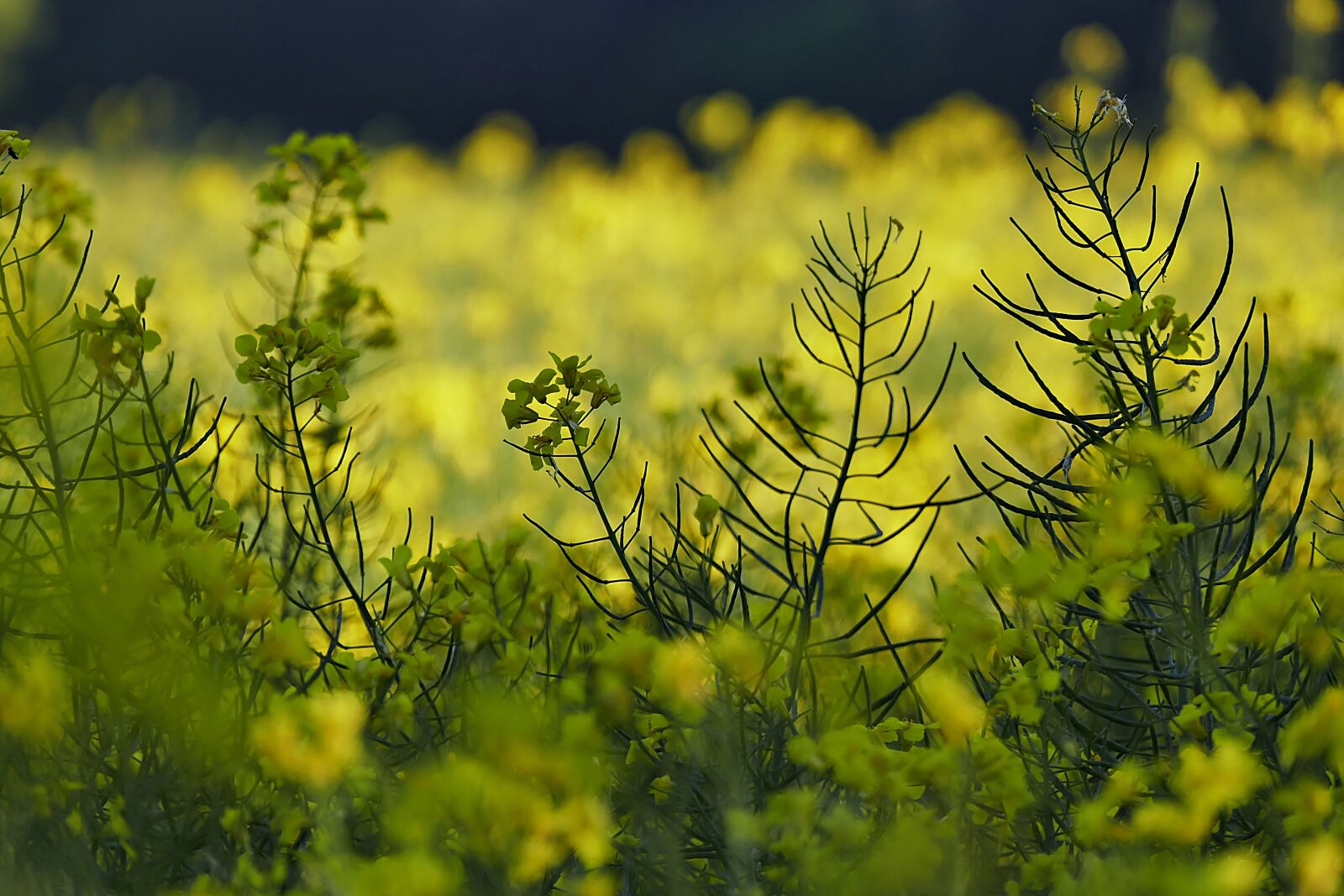 Panasonic Lumix DMC-FZ1000 sample photo. Oilseed rape, field of photography