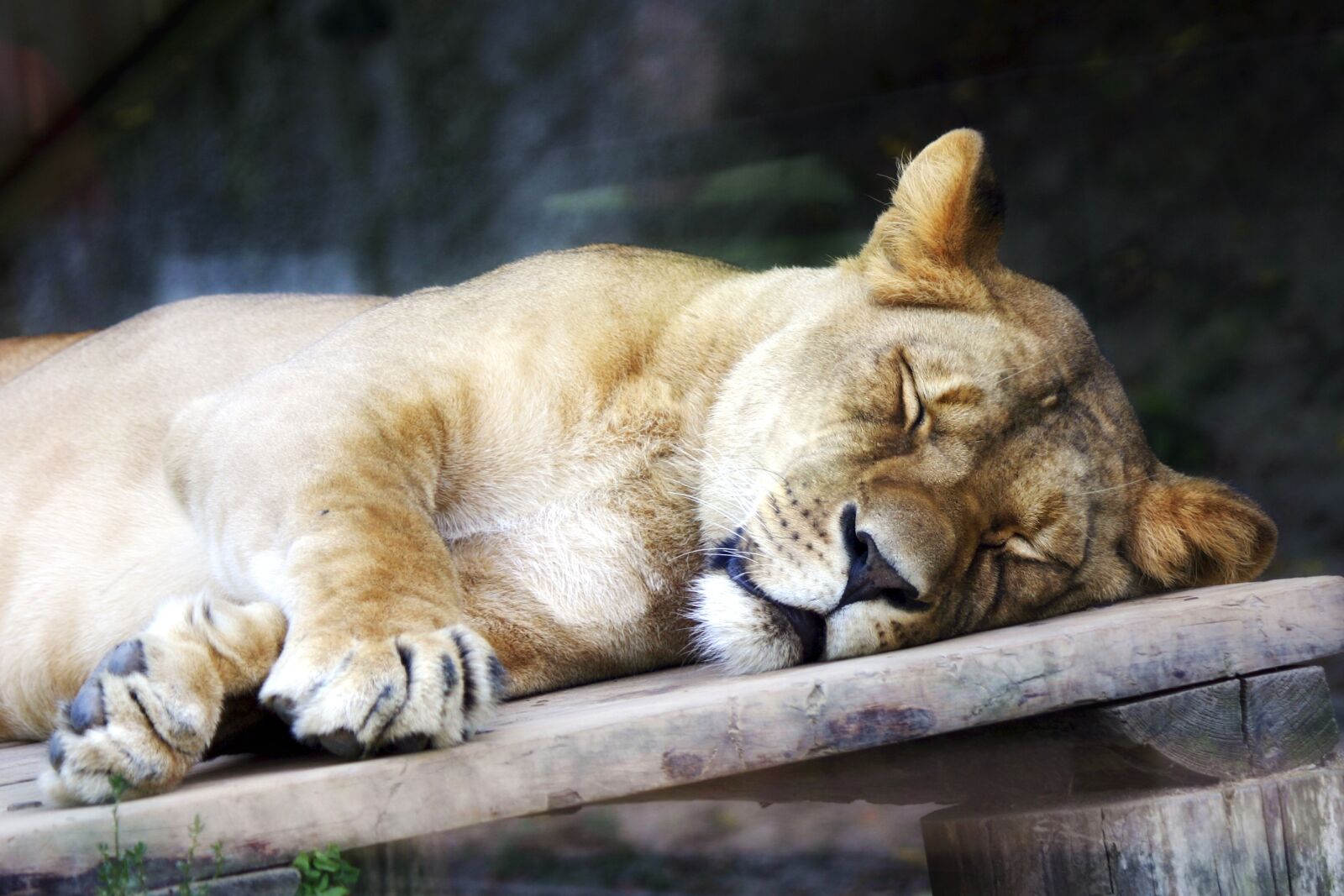 Canon EOS 300D (EOS Digital Rebel / EOS Kiss Digital) sample photo. Lioness, animal, the zoo photography