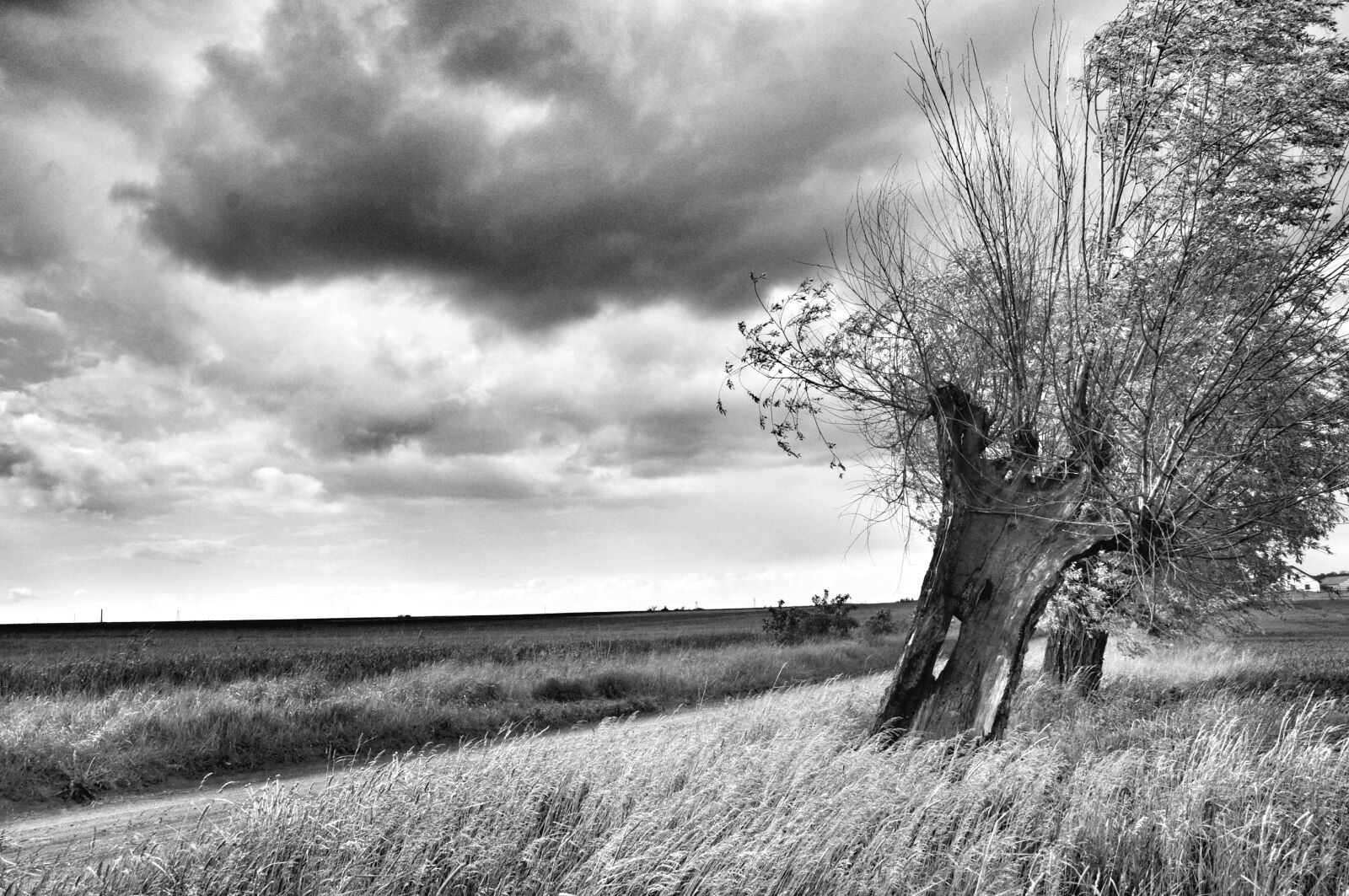 Nikon D90 sample photo. Willow, way, sadness photography