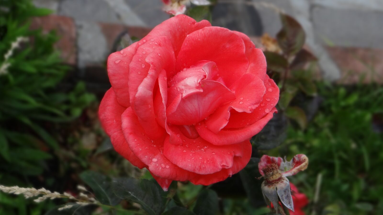 Sony DSC-HX200V sample photo. Rosa, red, flower photography