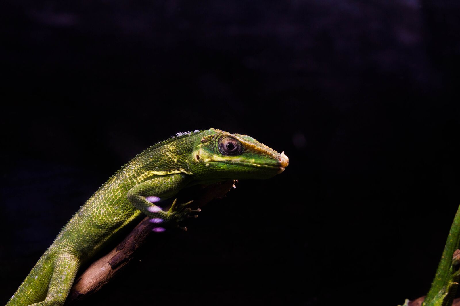 Canon EOS 60D sample photo. Nature, wildlife, reptile photography