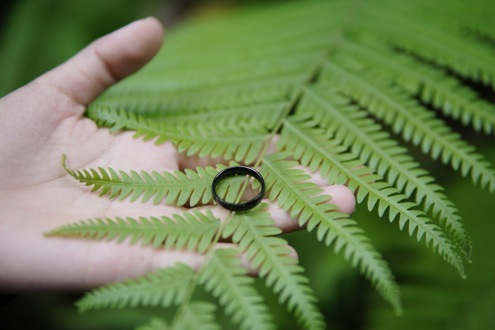 Sony a6000 sample photo. Nature, green, ring photography