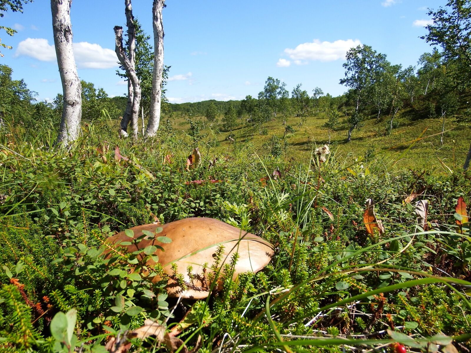 Fujifilm FinePix S1 sample photo. Forest, field, tundra photography