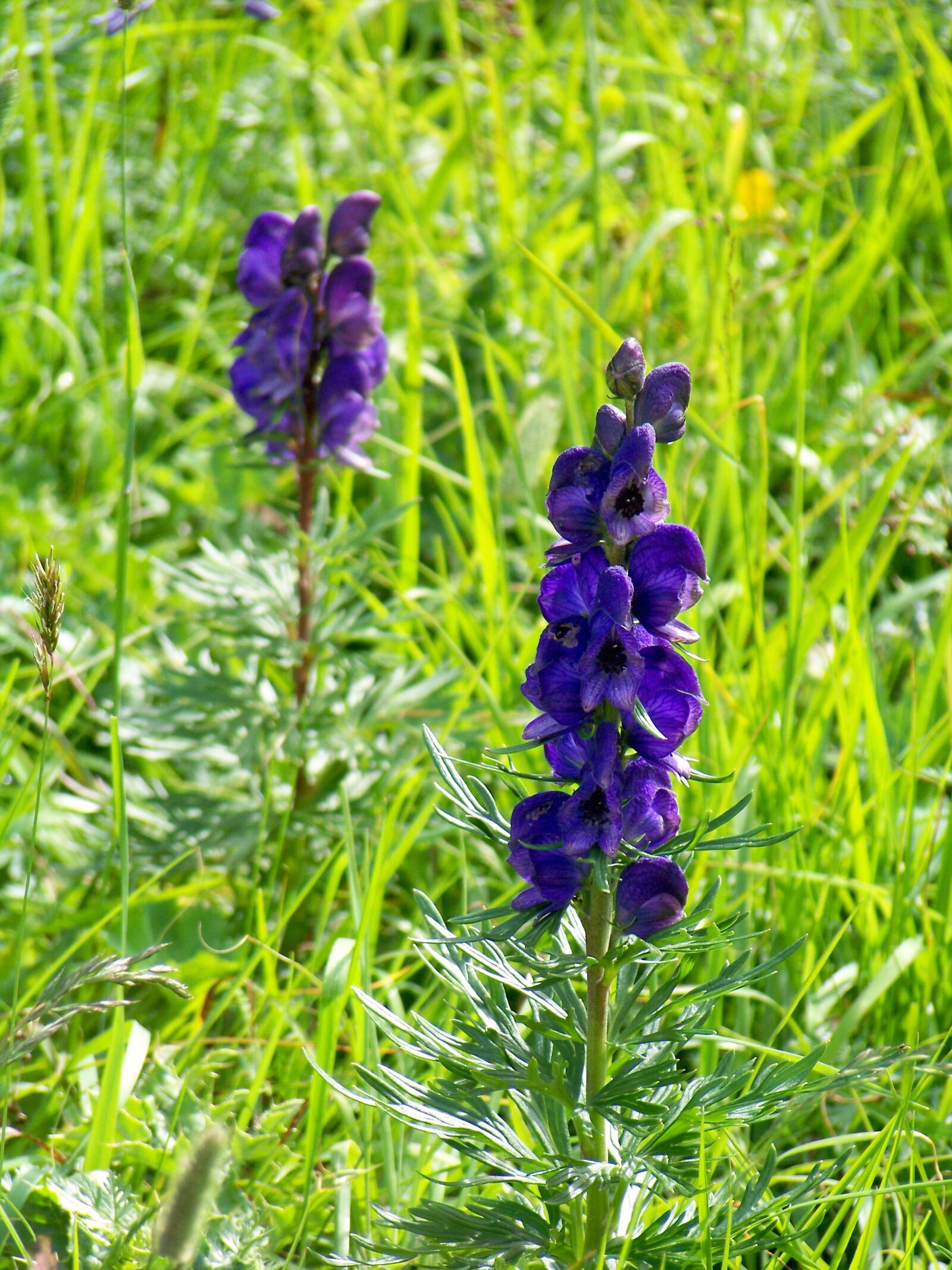 Kodak EASYSHARE Z1012 IS DIGITAL CAMERA sample photo. Floral, purple, blossom photography