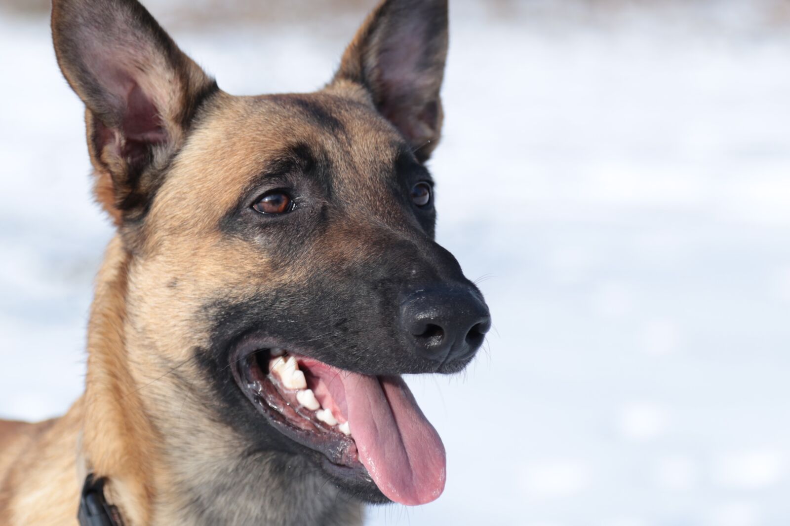 Canon EOS 6D + Canon EF 24-105mm F4L IS USM sample photo. Sch fer dog, sheepdog photography