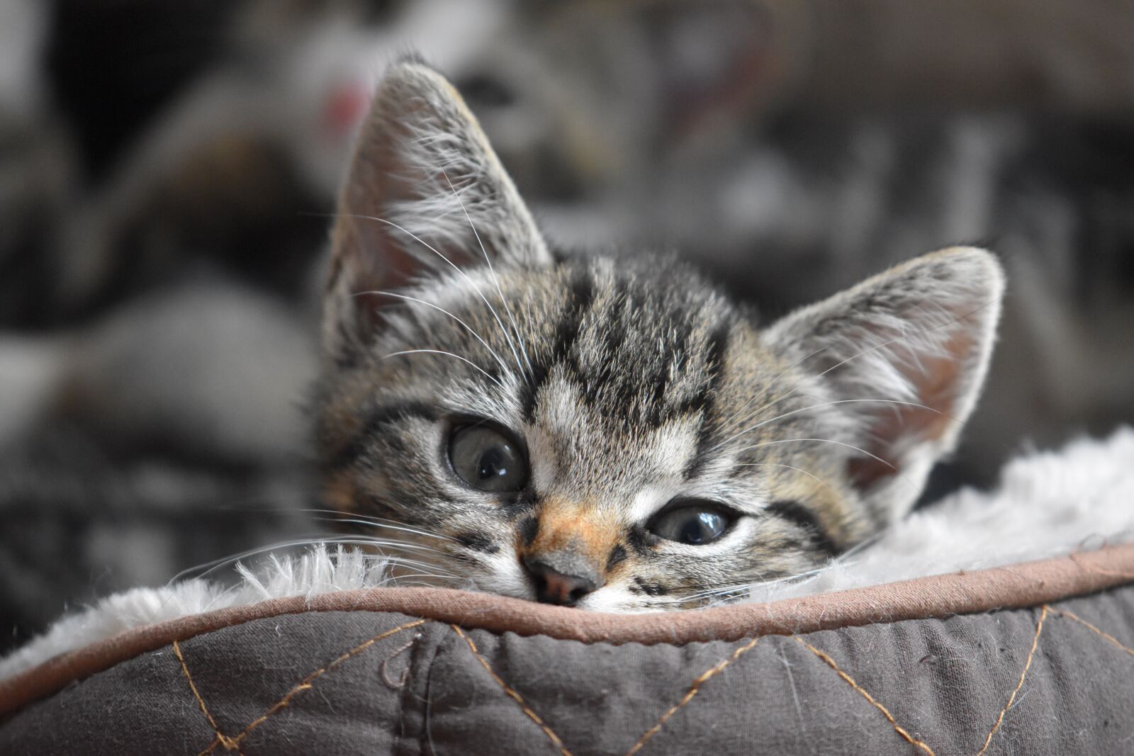 Nikon D5600 sample photo. Cat, kitten, cat portrait photography
