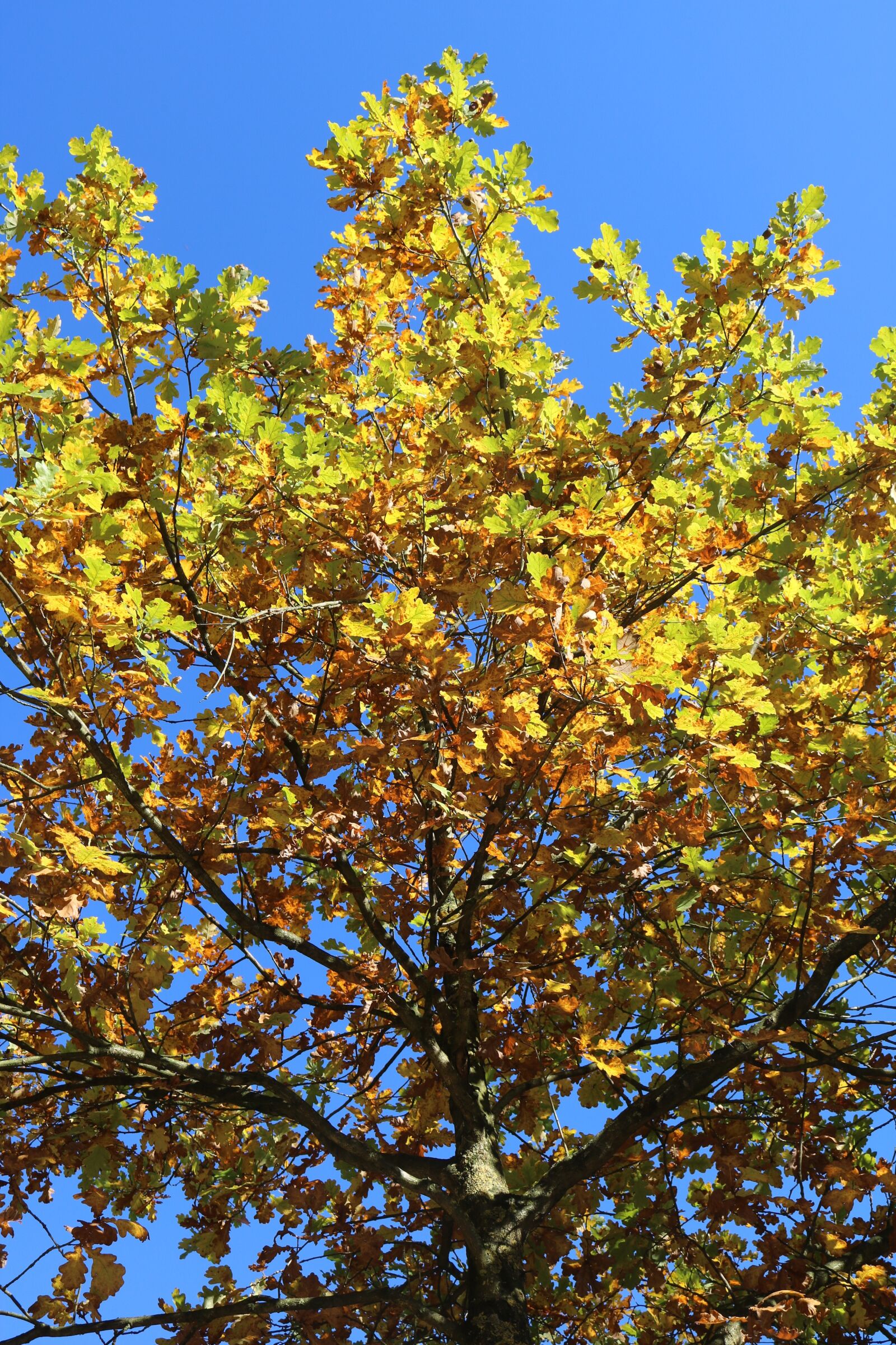 Canon EOS 750D (EOS Rebel T6i / EOS Kiss X8i) sample photo. Autumn, tree, golden autumn photography