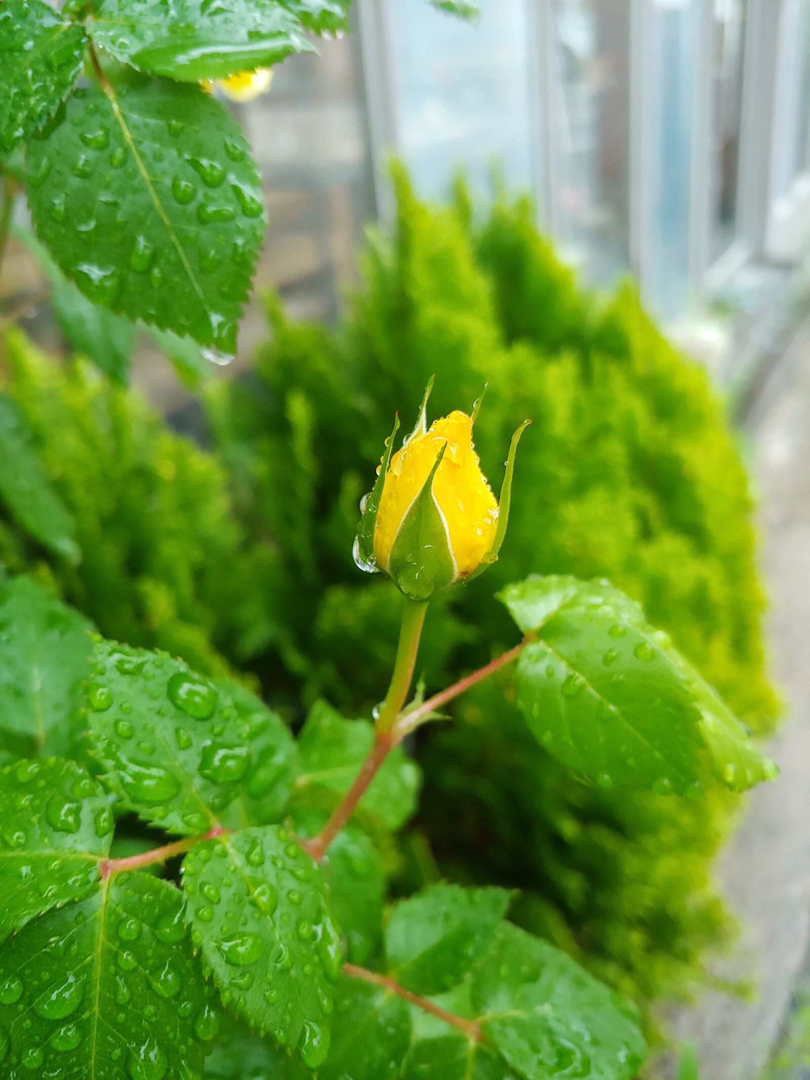 LG G7 THINQ sample photo. Rose, yellow roses, yellow photography