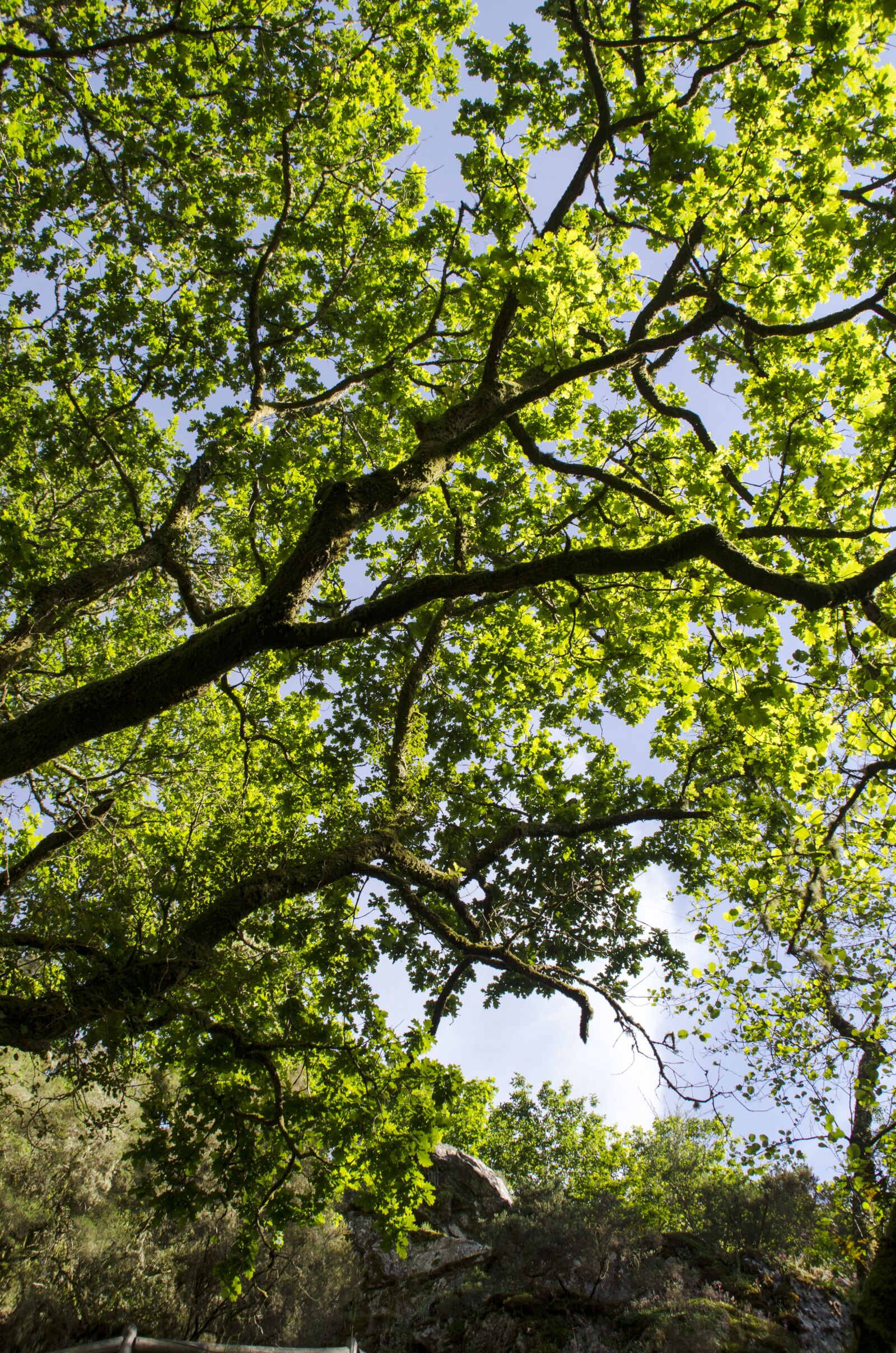 Nikon D5100 sample photo. Tree, galicia, trees photography