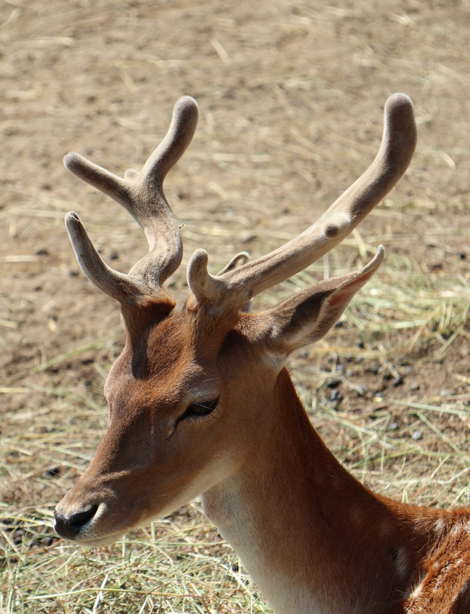 Canon EOS M6 sample photo. Fallow, animal, tom photography