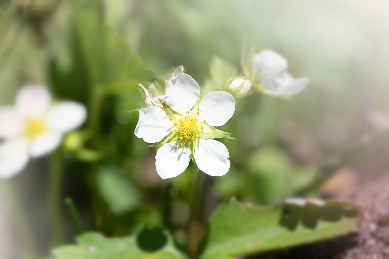 Nikon D750 sample photo. Strawberry flower, strawberry, blossom photography