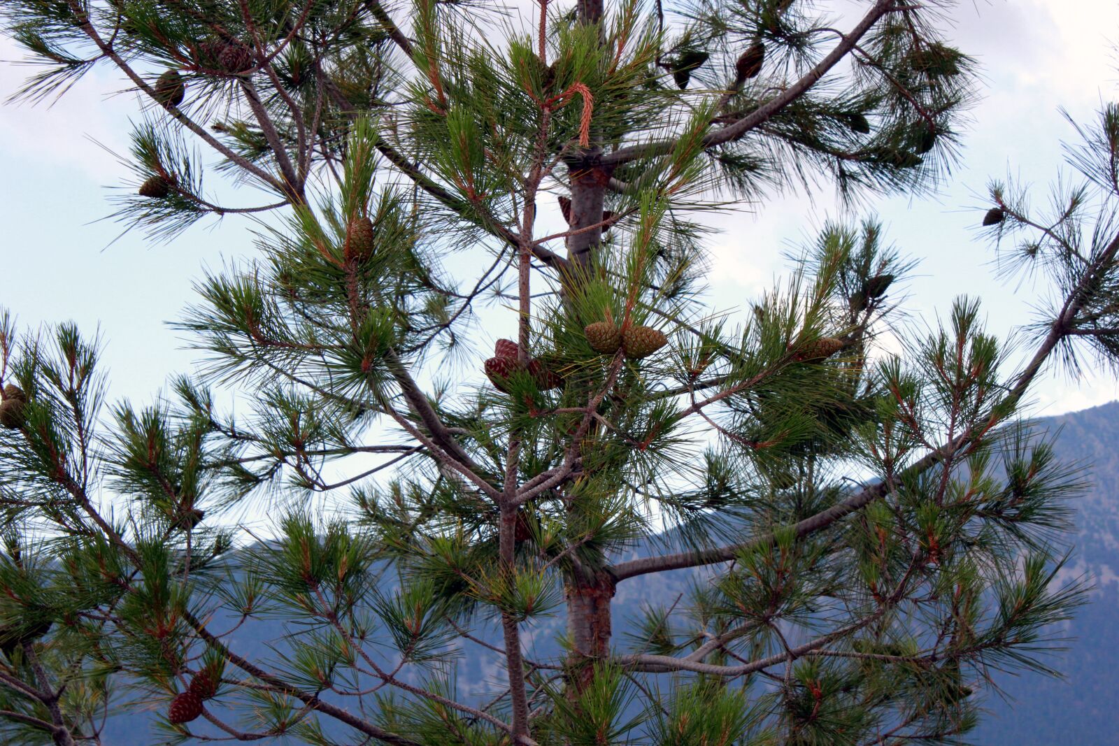 Canon EOS 550D (EOS Rebel T2i / EOS Kiss X4) sample photo. Cones, tree, mountains photography