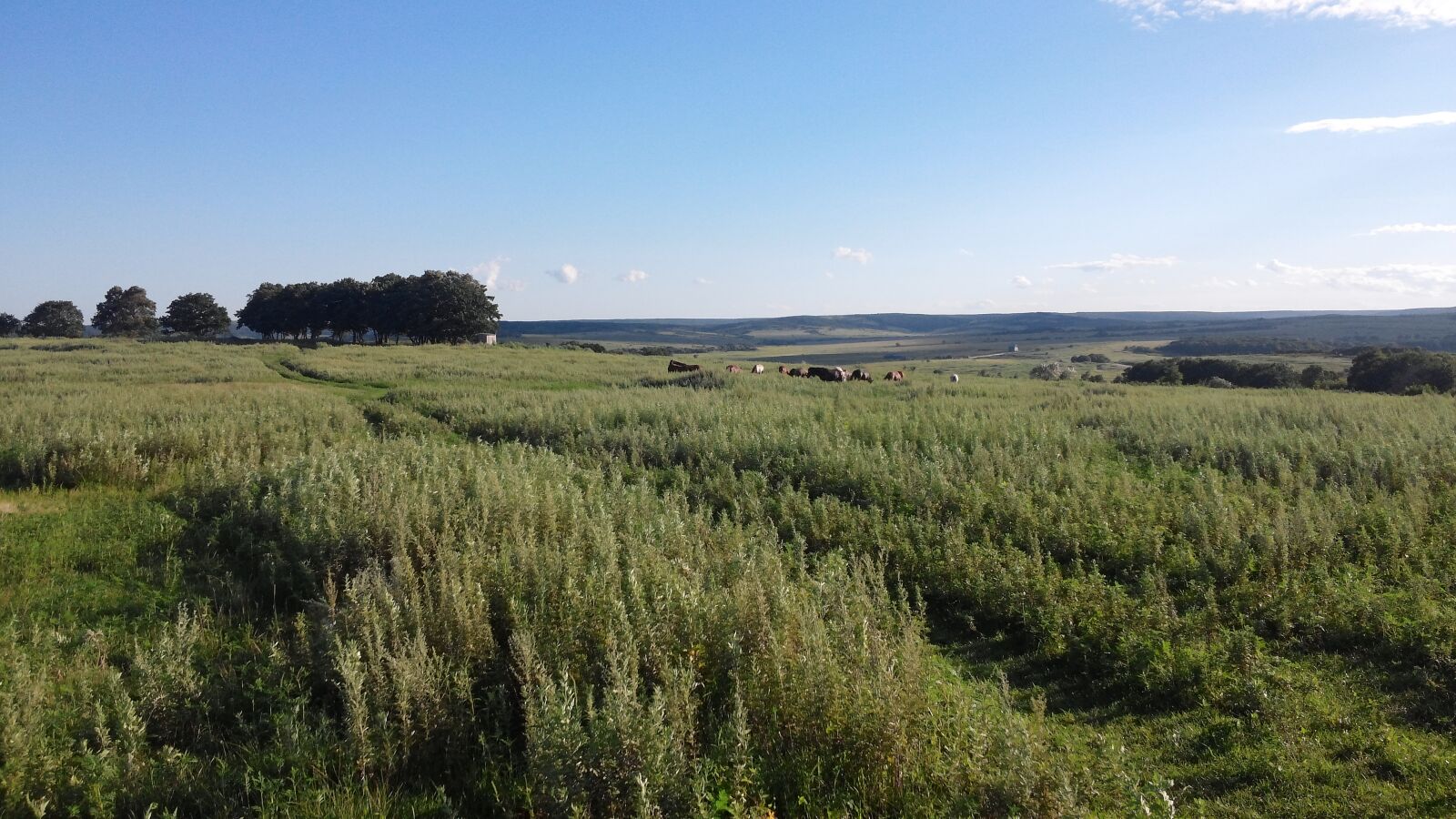 LG OPTIMUS G PRO sample photo. Moscow, meadow, field photography