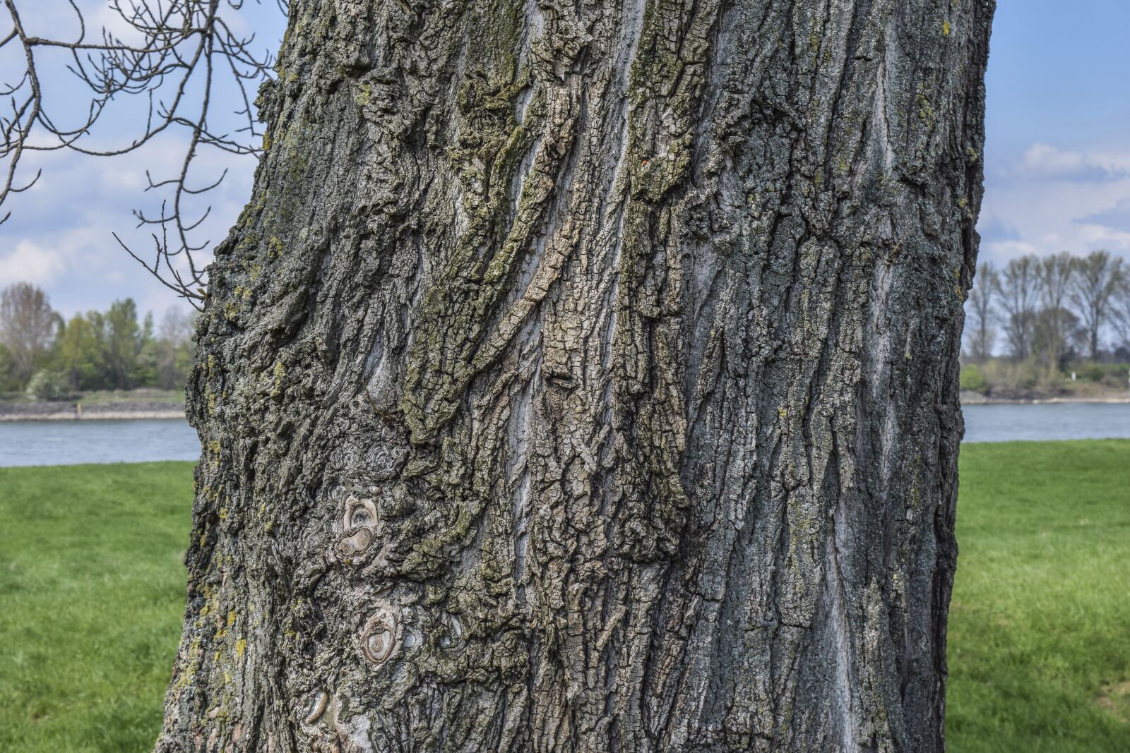 Nikon D3300 sample photo. Tree, landscape, nature photography