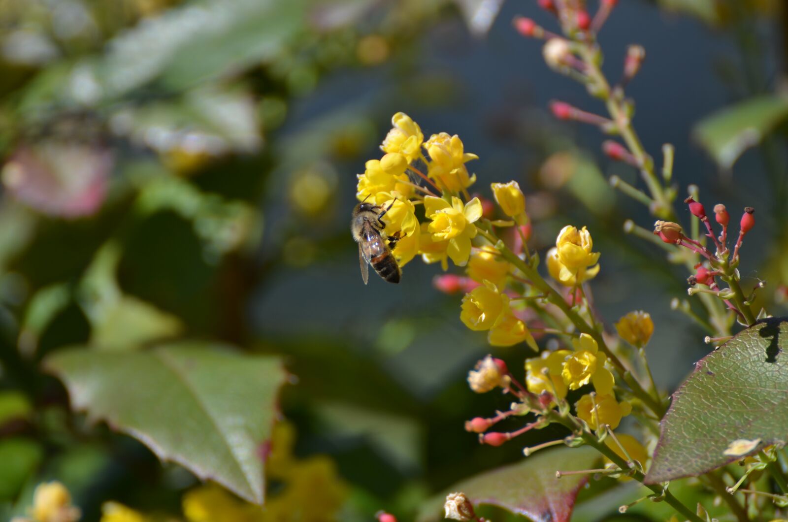 Nikon D7000 sample photo. Bee, pollen, worker photography