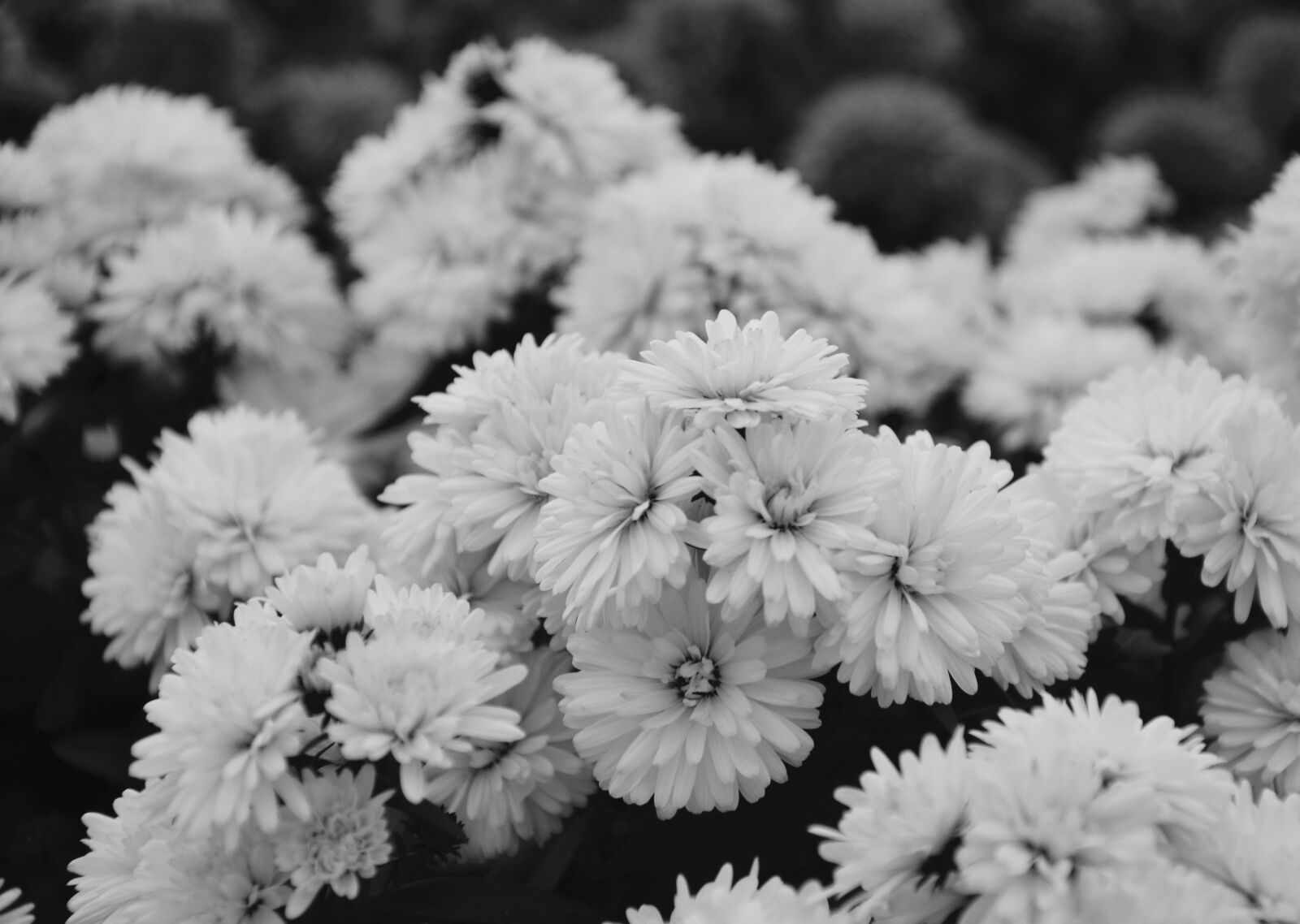 Nikon D5200 sample photo. Flowers, asters, photo black photography