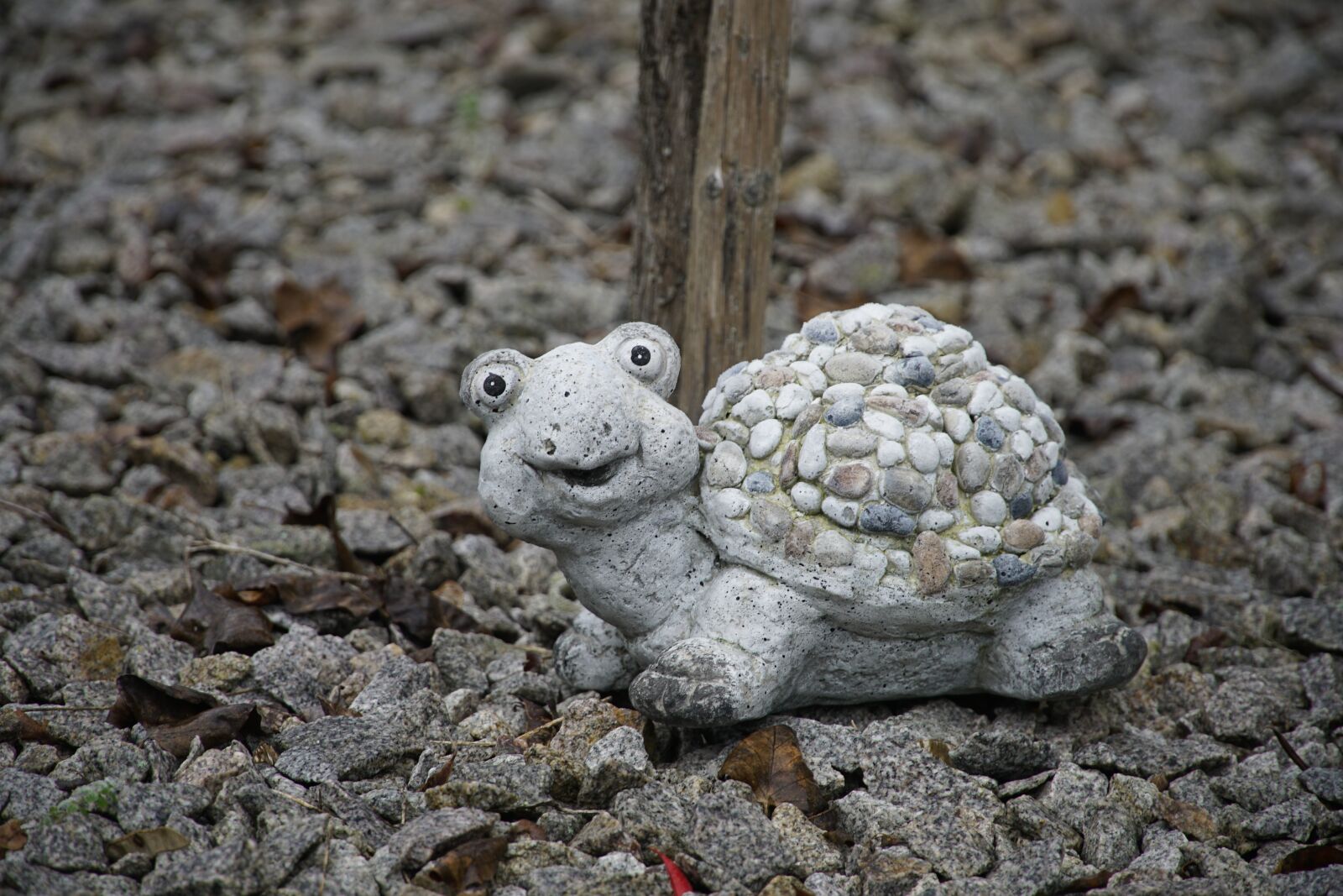 Sony a7R II + Sony E PZ 18-105mm F4 G OSS sample photo. Turtle, gravel, garden photography