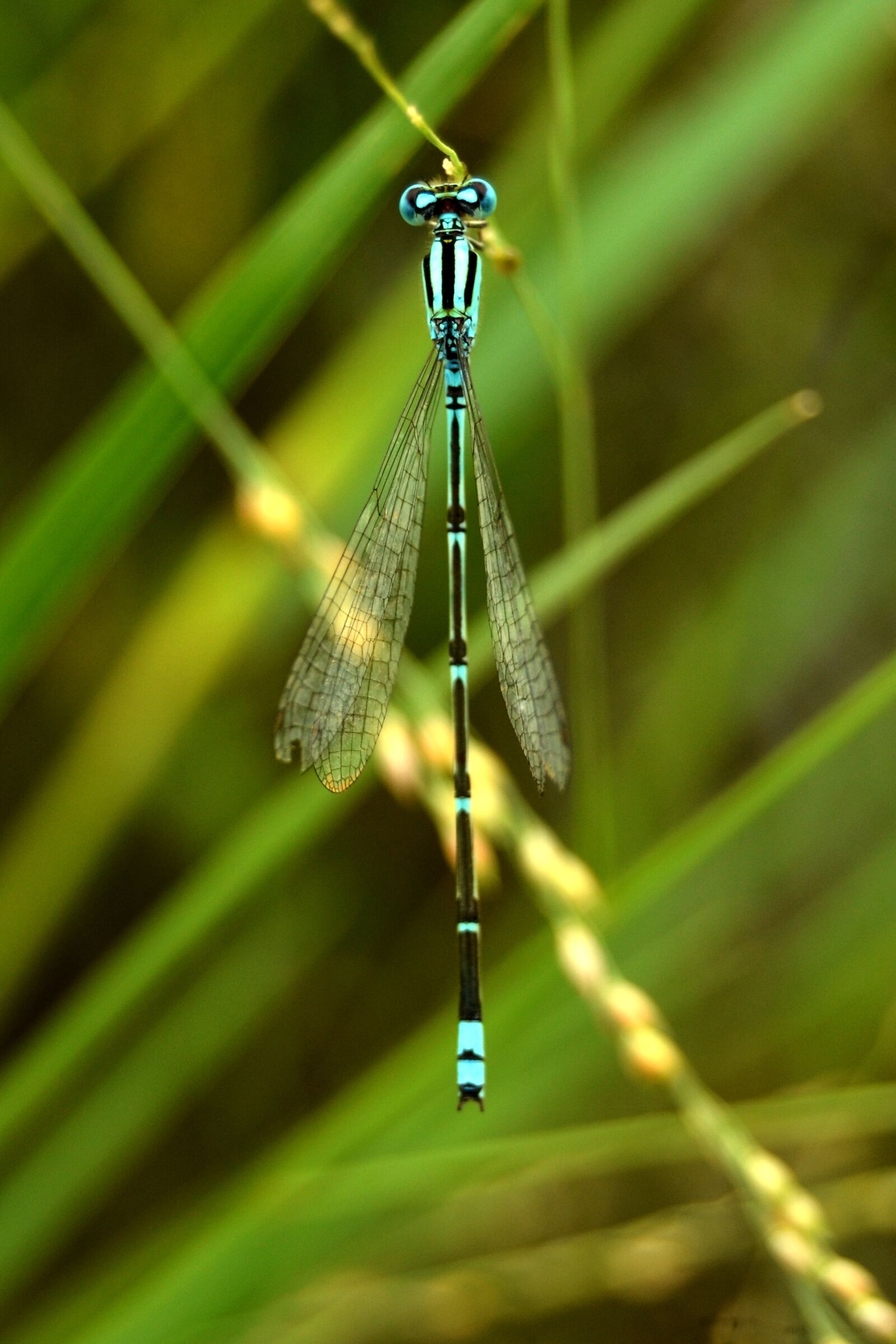 Nikon D5100 sample photo. Nature, dragonfly, insect photography