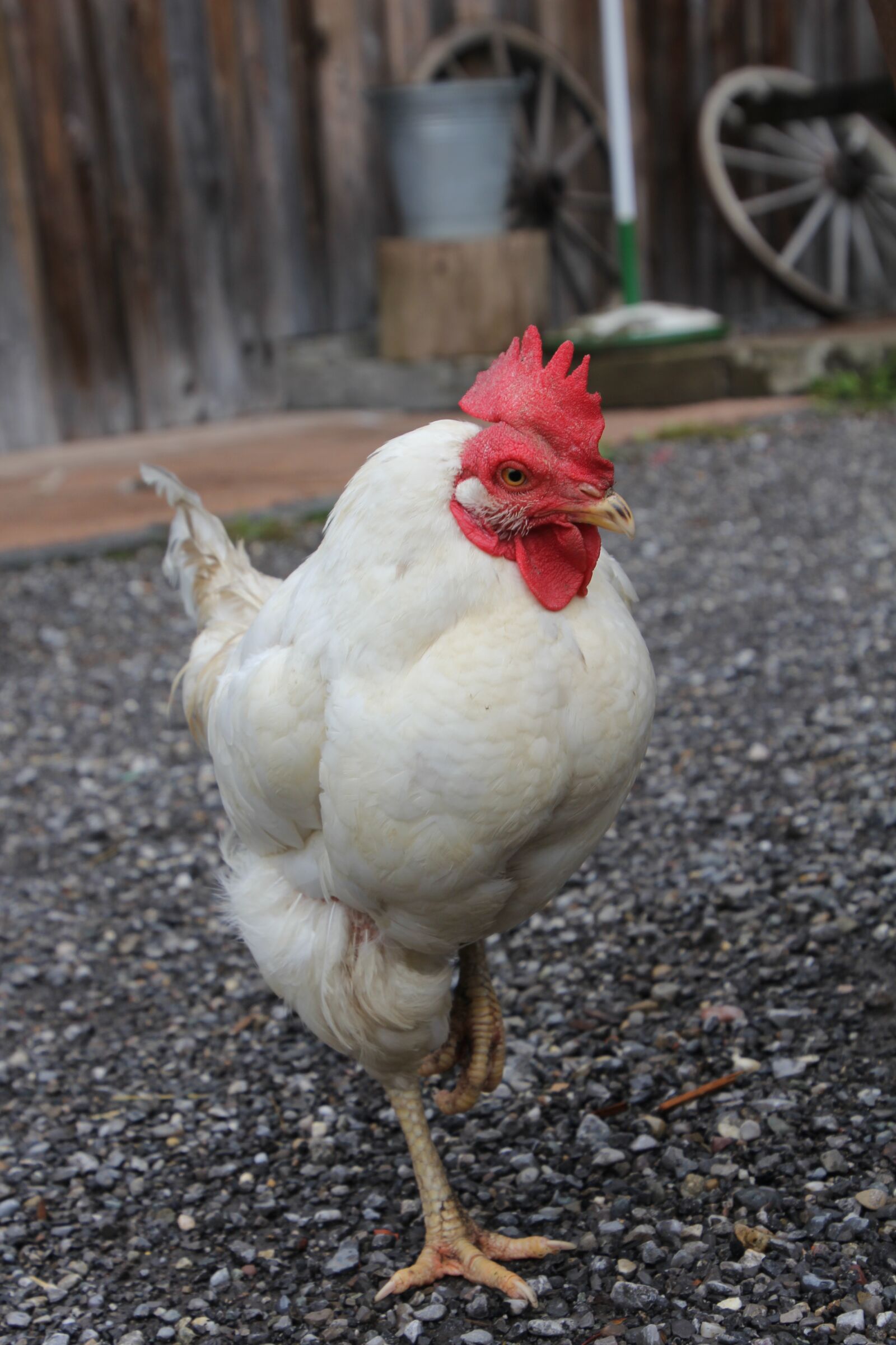 Canon EOS 60D sample photo. Hen, hahn, fat hen photography
