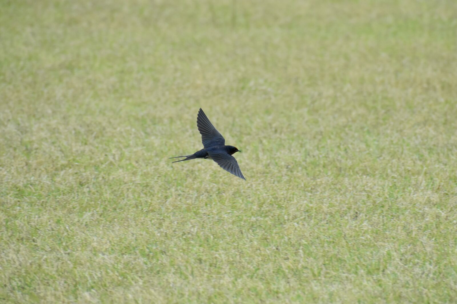 Nikon D7200 sample photo. Animal, park, lawn photography