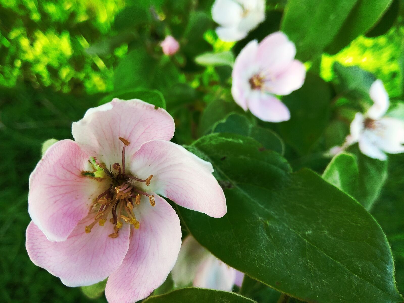 Xiaomi Redmi Note 4 sample photo. Flowers, pink, red photography