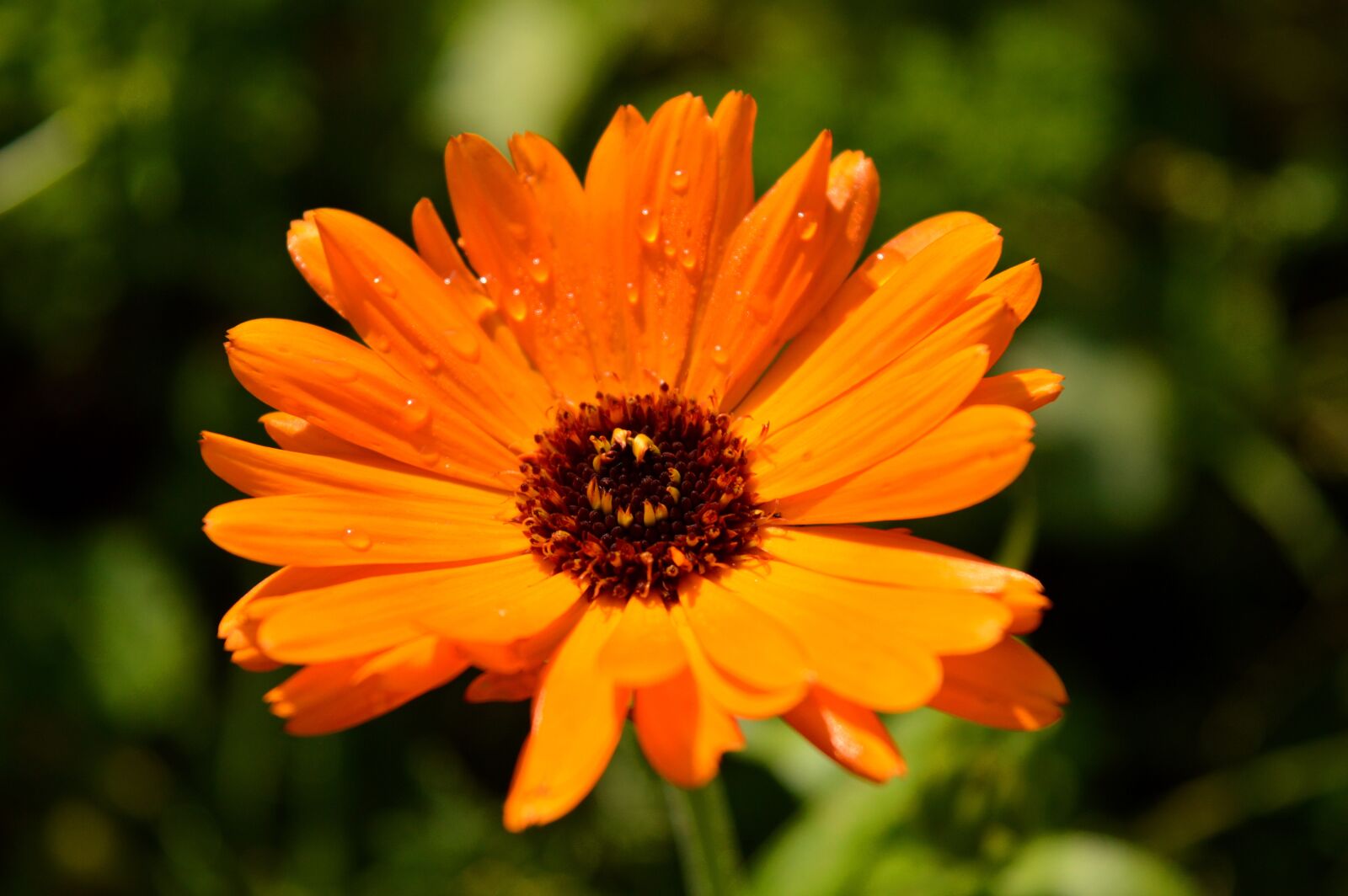 Nikon D3200 sample photo. Blossom, bloom, marigold photography
