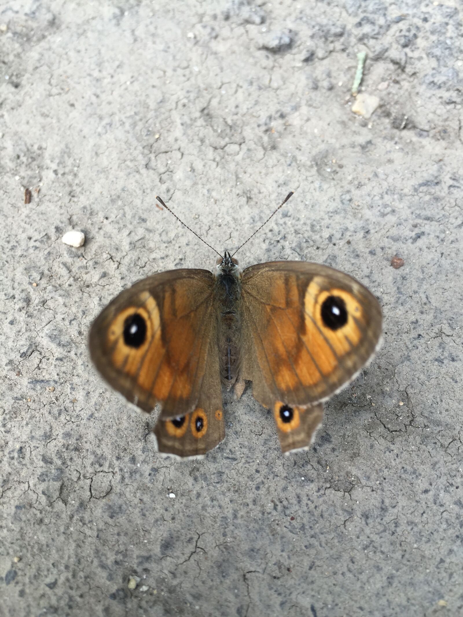 Apple iPhone 6 + iPhone 6 back camera 4.15mm f/2.2 sample photo. Butterfly, nature, wings photography