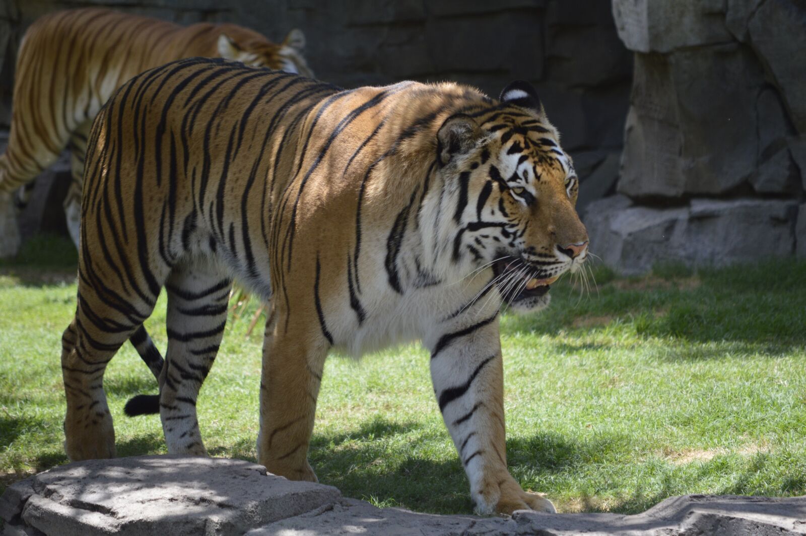 Nikon D3200 sample photo. Tiger, stopped, zoo photography