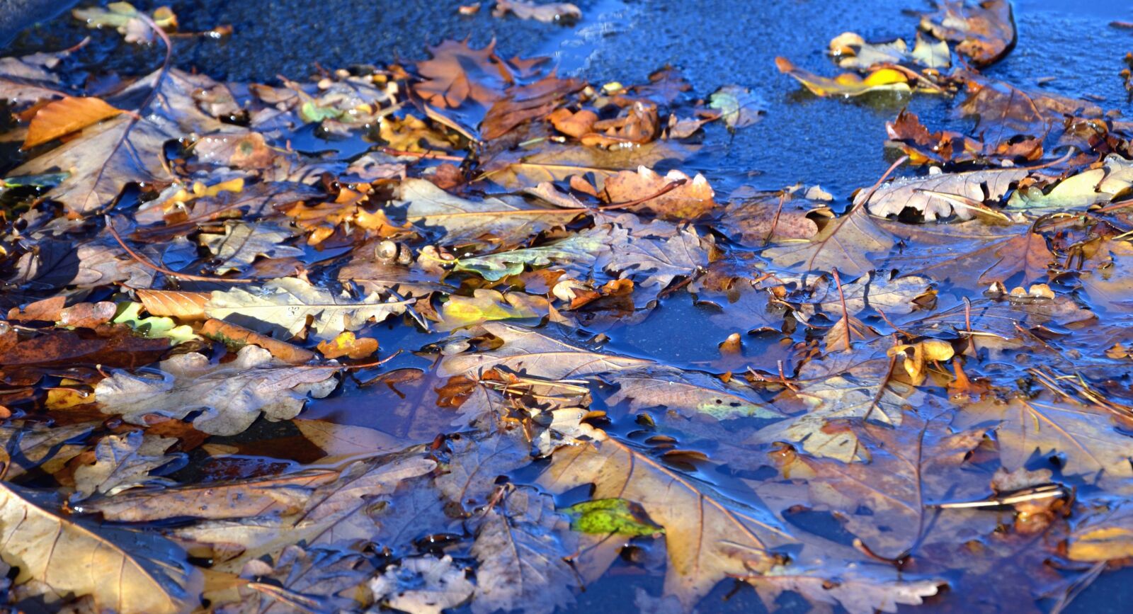 Nikon D5100 sample photo. Autumn, leaf, plant, water photography