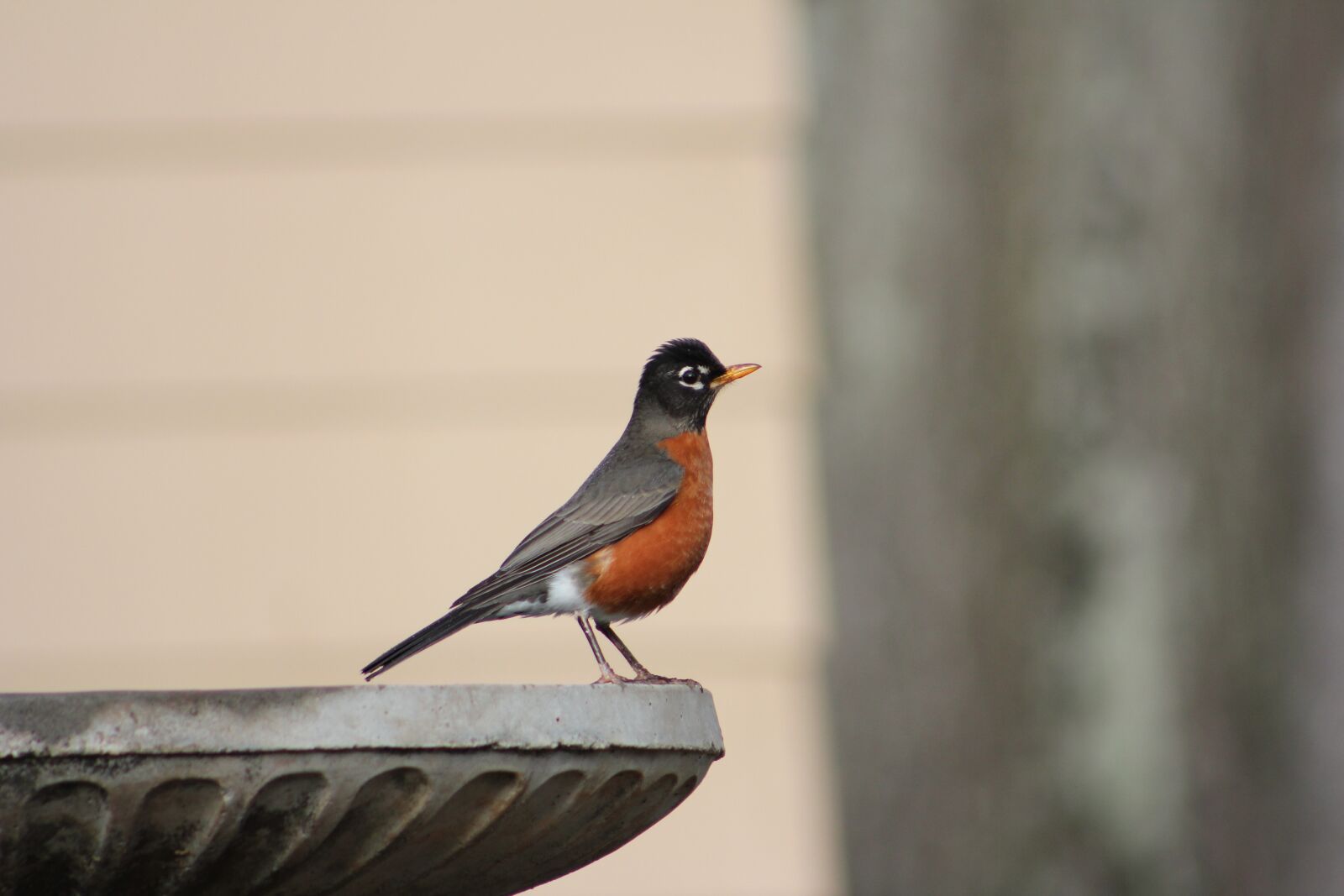 Canon EOS 550D (EOS Rebel T2i / EOS Kiss X4) sample photo. Robin, american robin redbreast photography