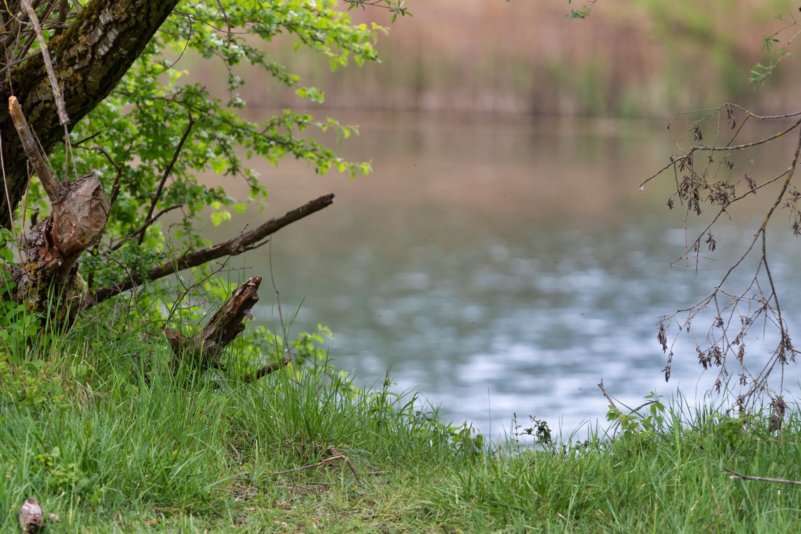 Canon EF 300mm F2.8L IS USM sample photo. Grass, water, meadow photography