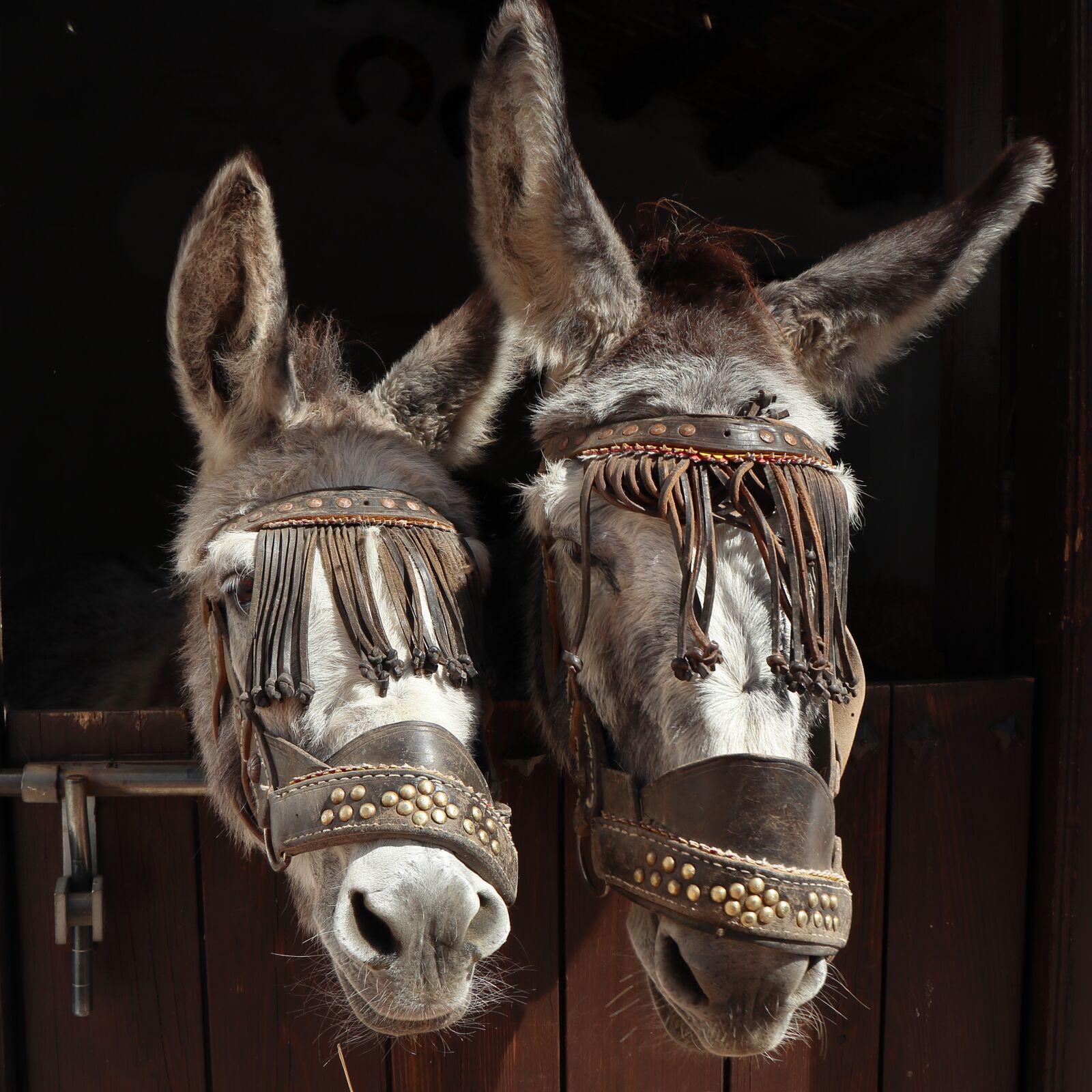 Canon EOS 77D (EOS 9000D / EOS 770D) sample photo. Expensive, donkeys, donkey photography