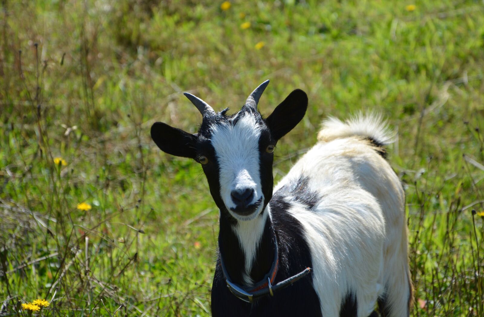 Nikon D5200 sample photo. Dwarf goat, portrait, black photography